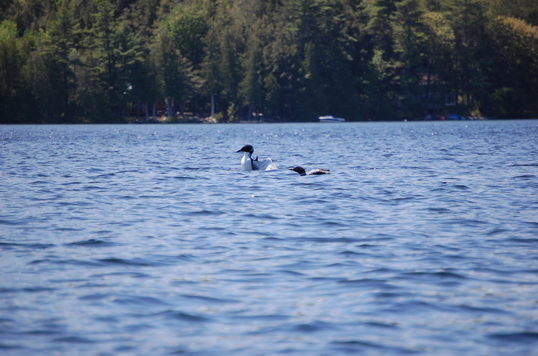 244 Sandy Cove Road Belgrade, ME 04917 - Photo 76 of 76 DSC_2349