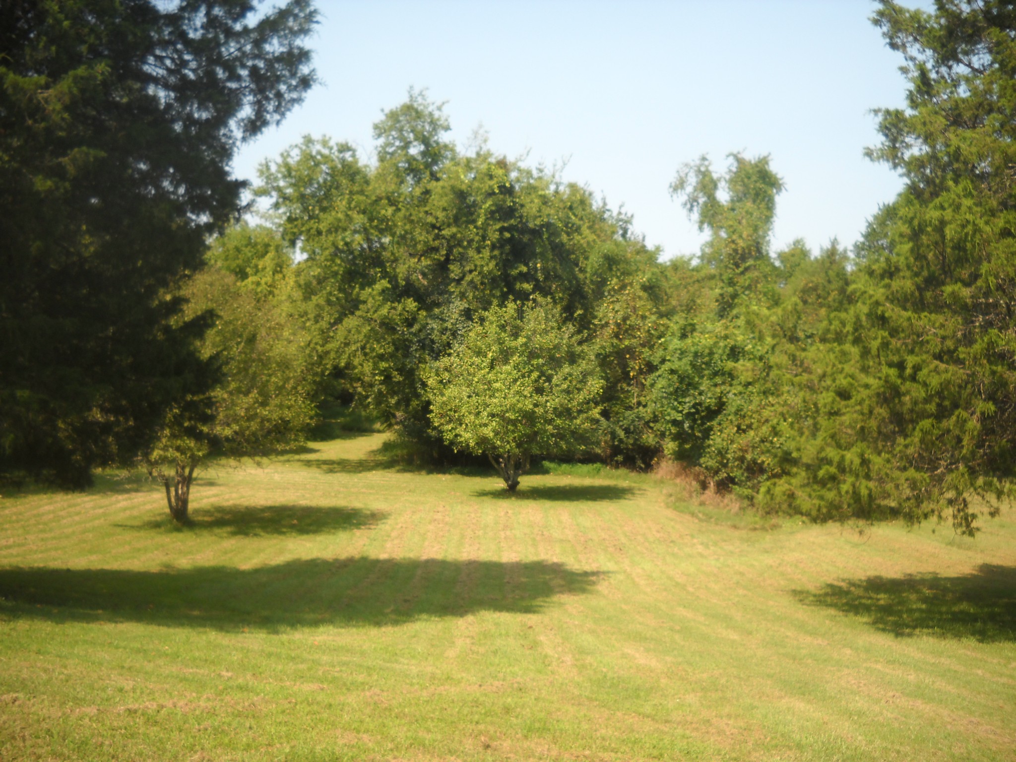 1193 Clemmons Road Mount Juliet, TN 37122 - Photo 4 of 7 Gallery Image 4