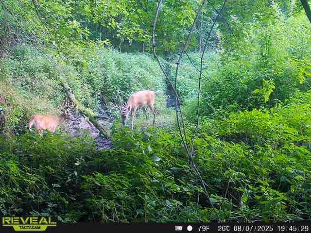 N48025 Co Hwy B Osseo, WI 54758 - Photo 44 of 54