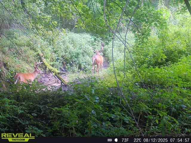 N48025 Co Hwy B Osseo, WI 54758 - Photo 46 of 54