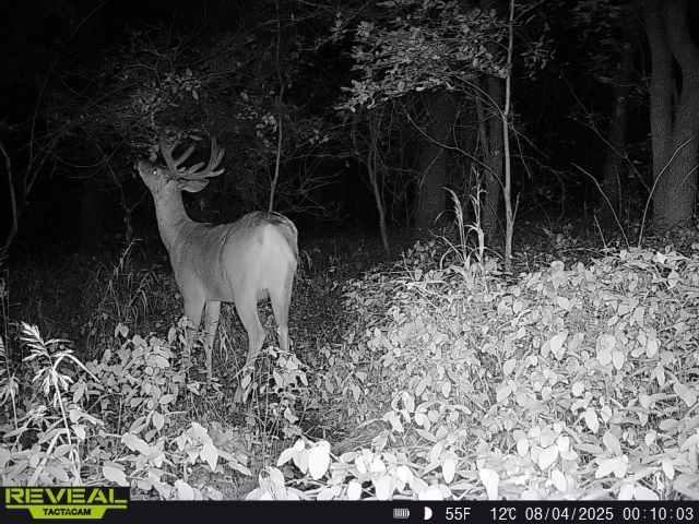 N48025 Co Hwy B Osseo, WI 54758 - Photo 50 of 54