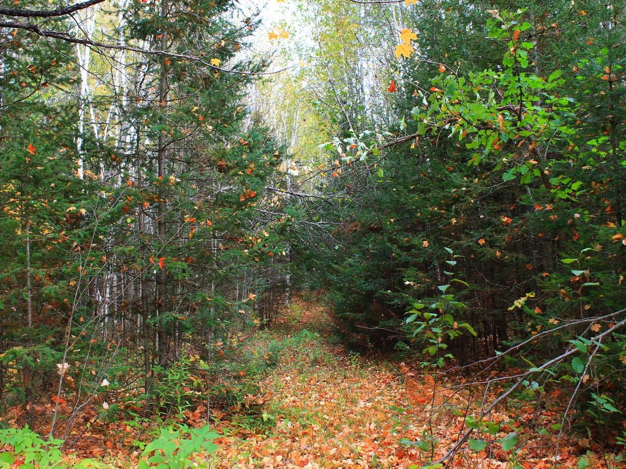 Three Ten Road Mercer, WI 54547 - Photo 54 of 71 Gallery Image 54