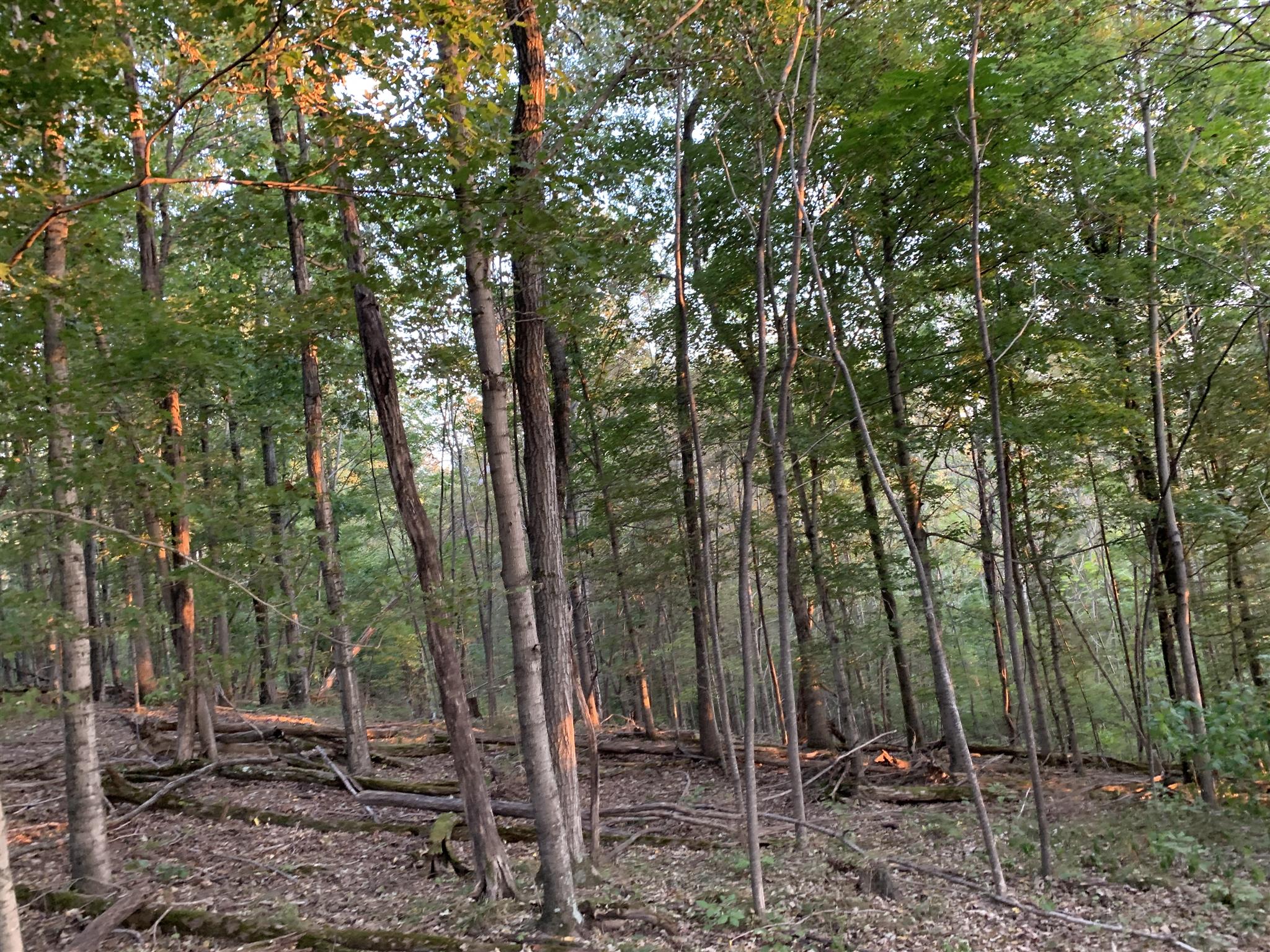 0 Ray Hollow Road Clifton, TN 38425 - Photo 3 of 12 Gallery Image 3