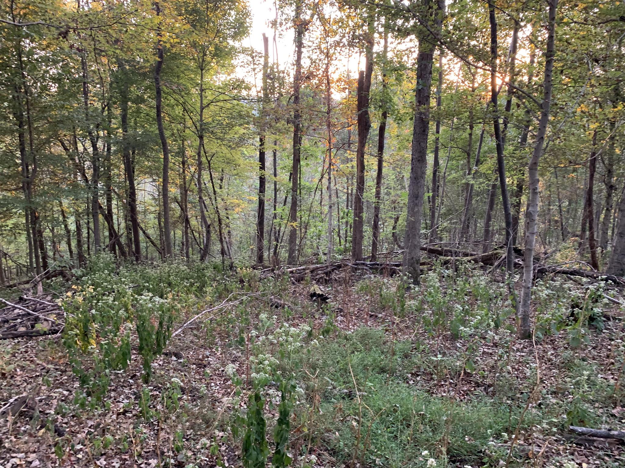 0 Ray Hollow Road Clifton, TN 38425 - Photo 5 of 12 Gallery Image 5