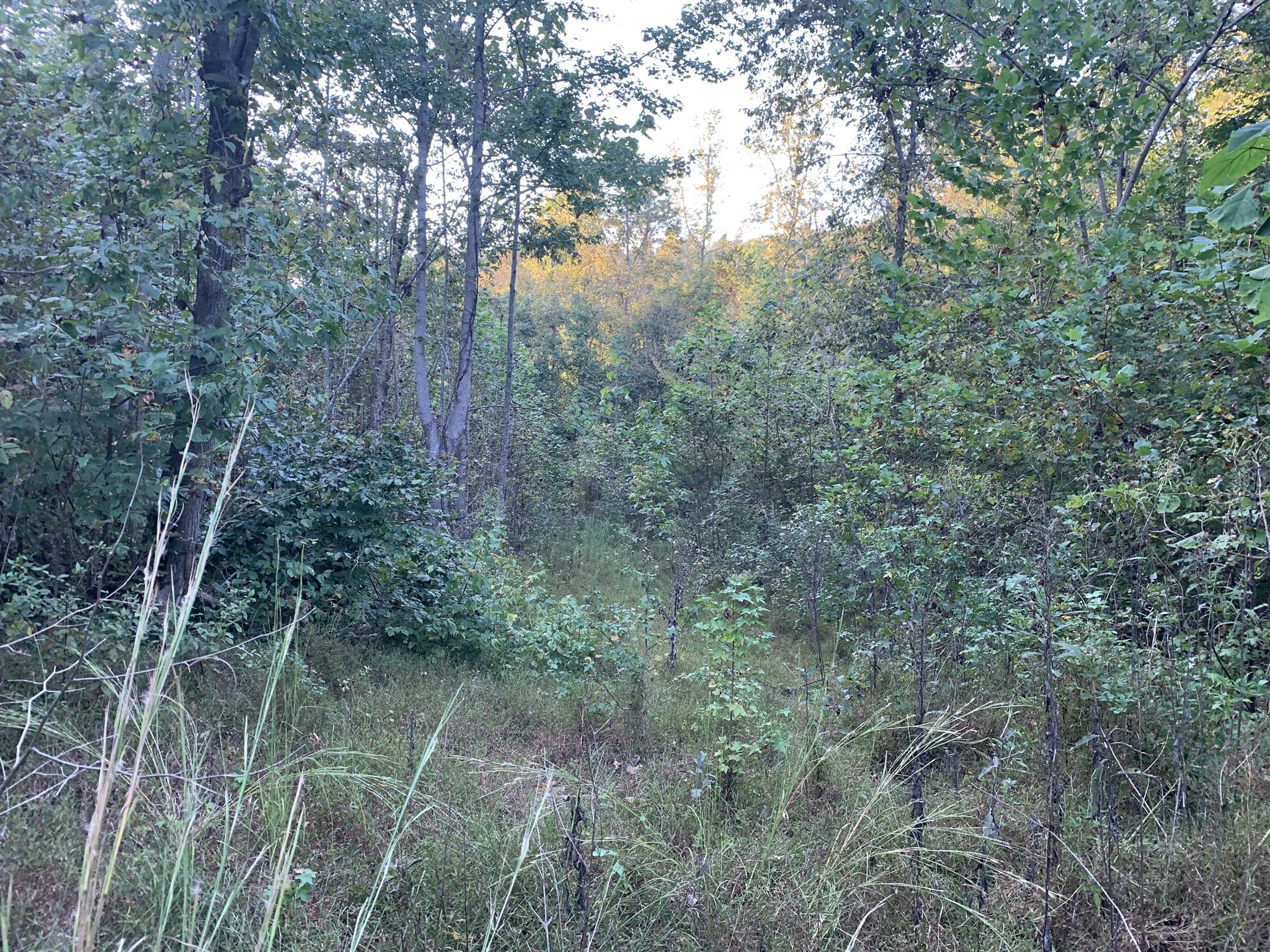 0 Ray Hollow Road Clifton, TN 38425 - Photo 10 of 12 Gallery Image 10