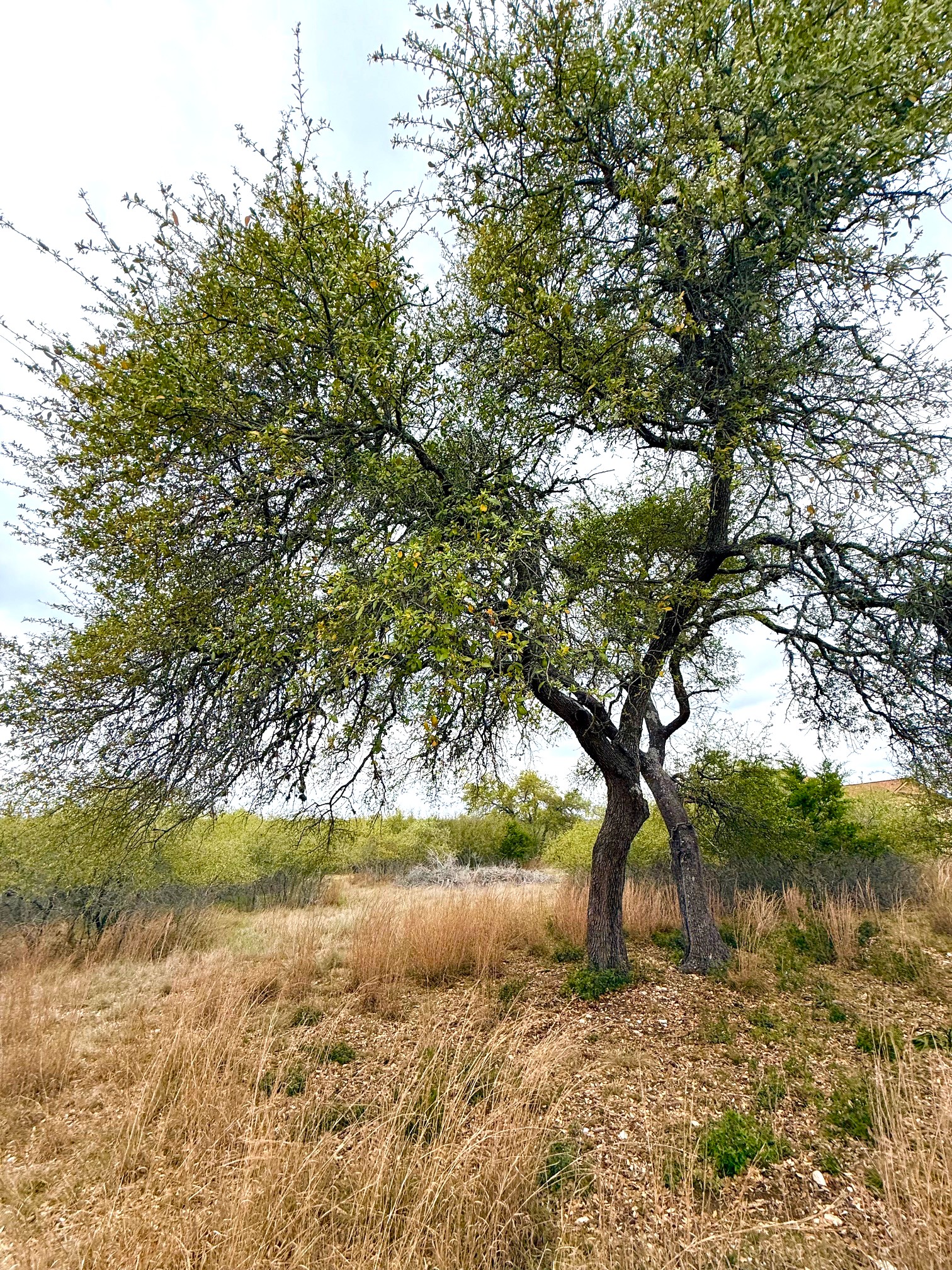 103 Ira Long Blanco, TX 78606 - Photo 4 of 12
