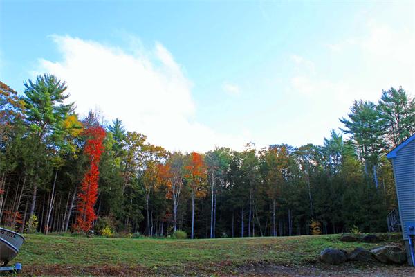 808 Orange Road Warwick, MA 01378 - Photo 3 of 30 a view of a park with large trees