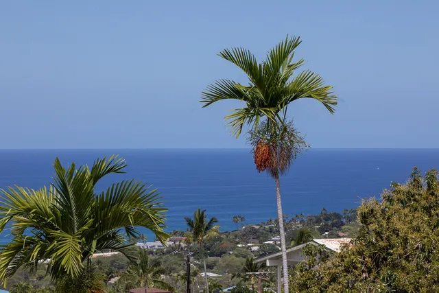a view of a palm tree with ocean view