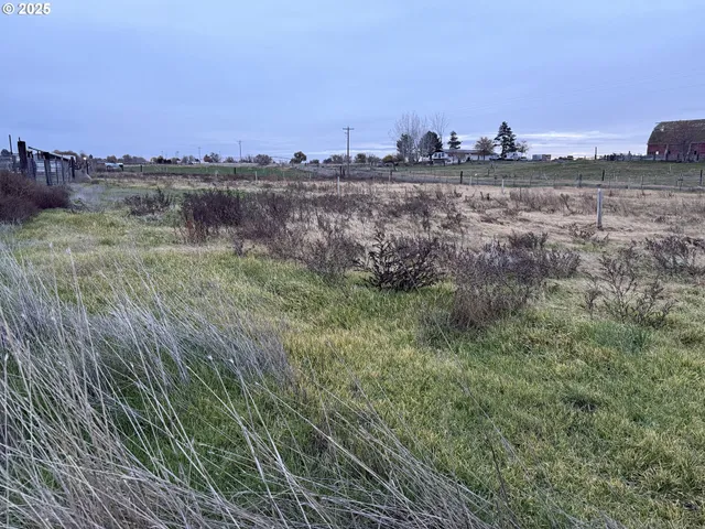 a view of a dry yard with wooden fence and trees
