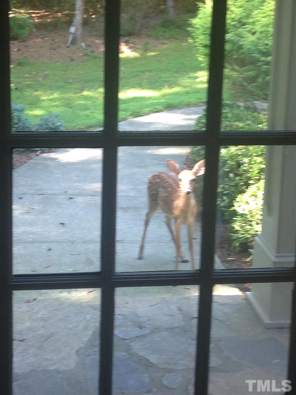 6100 Crupper Court Raleigh, NC 27613 - Photo 6 of 15 Deer and other animal sightings.
