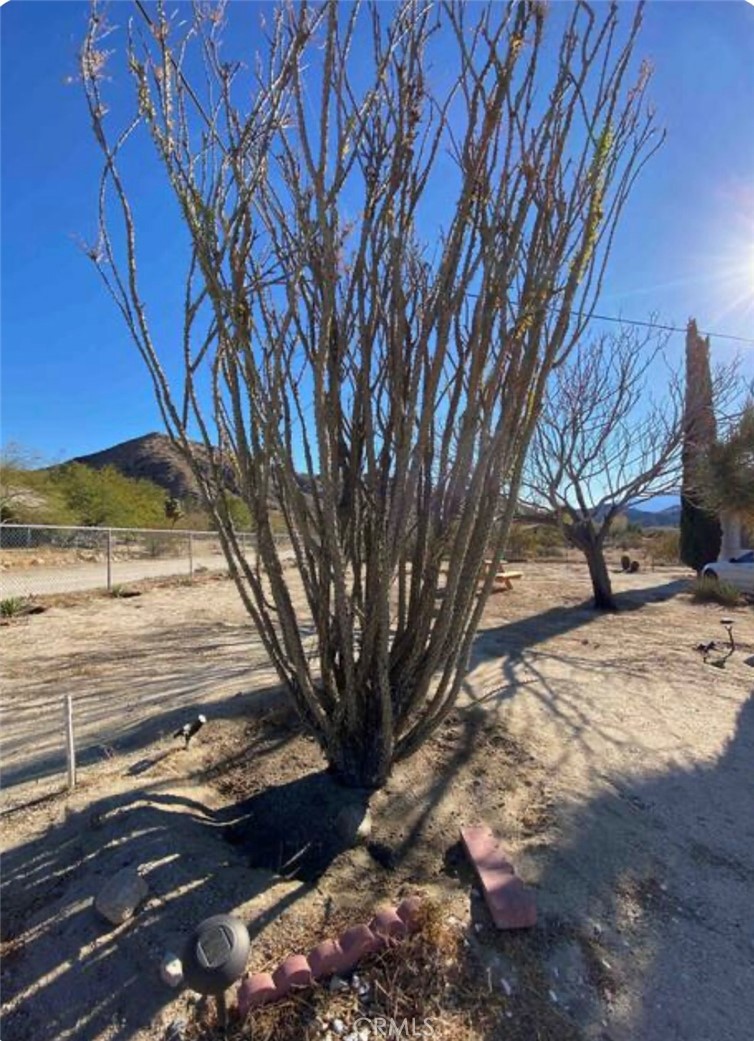8960 South Samel Road Morongo Valley, CA 92256 - Photo 12 of 13 a view of a yard with a tree
