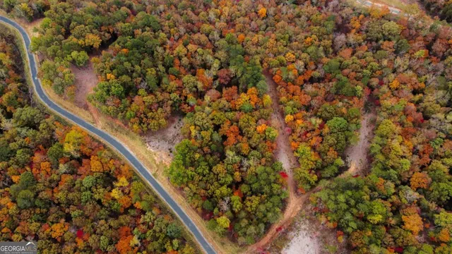 a close up of a plant