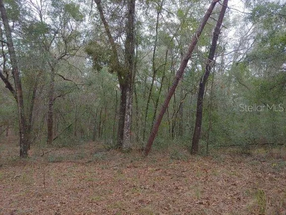 a view of a forest with trees in the background