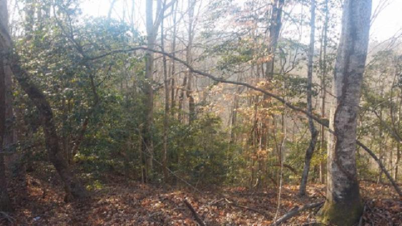 3.50-ac Boles Beaty Road Alpine, TN 38543 - Photo 4 of 10 183770_8