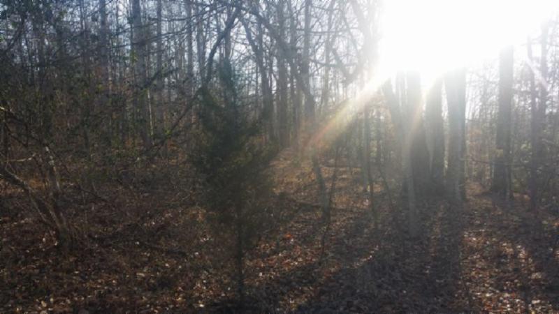 3.50-ac Boles Beaty Road Alpine, TN 38543 - Photo 6 of 10 183770_4