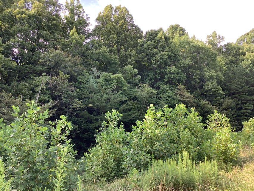 Tbd Upper Stone Mountain Road Unicoi, TN 37692 - Photo 6 of 10 Upper Stone Mt 6