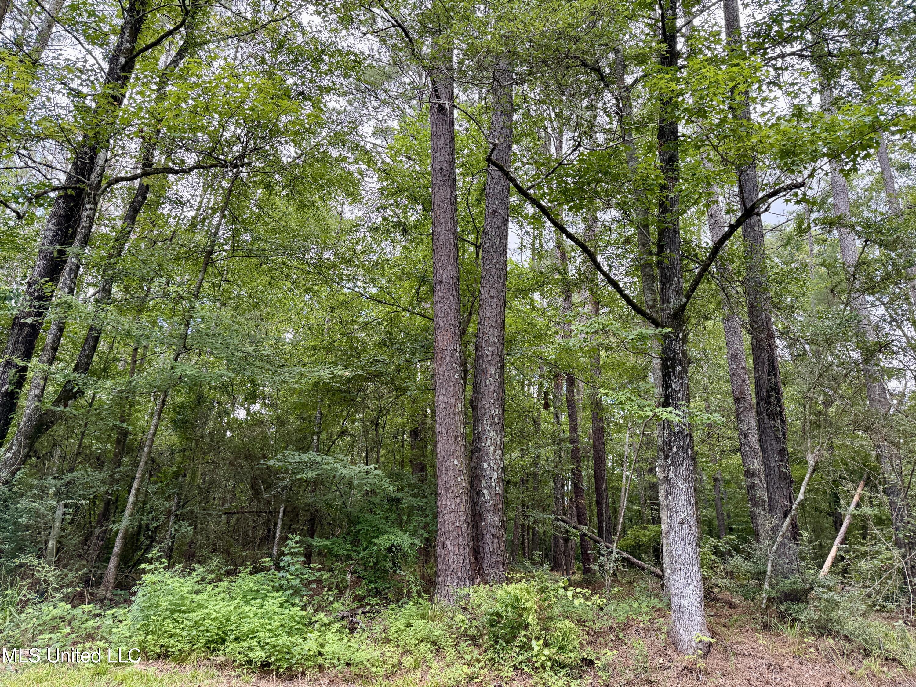 2194 Highway 570 Summit, MS 39666 - Photo 8 of 13 IMG_5931