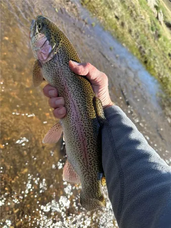 $615,000 | 245 Outlaw Court, Jefferson, CO 80456