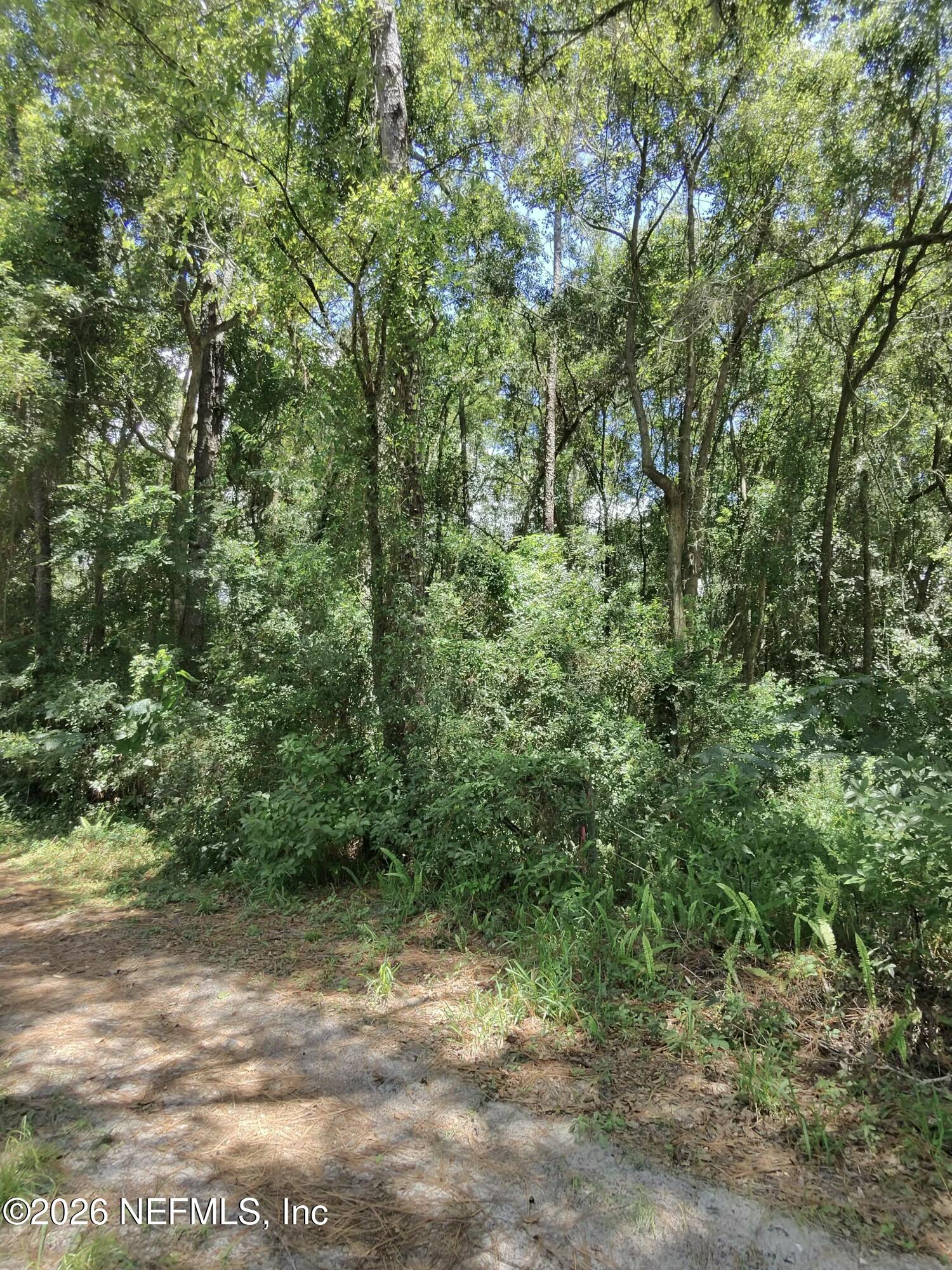 0 Ribault Terrace Jacksonville, FL 32209 - Photo 2 of 4 a view of a yard with a tree
