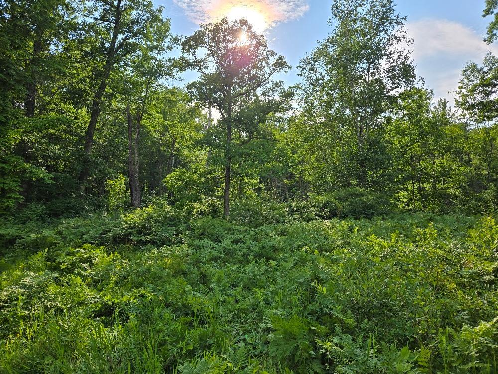 84 Ne Northeast Longville, MN 56655 - Photo 2 of 7
