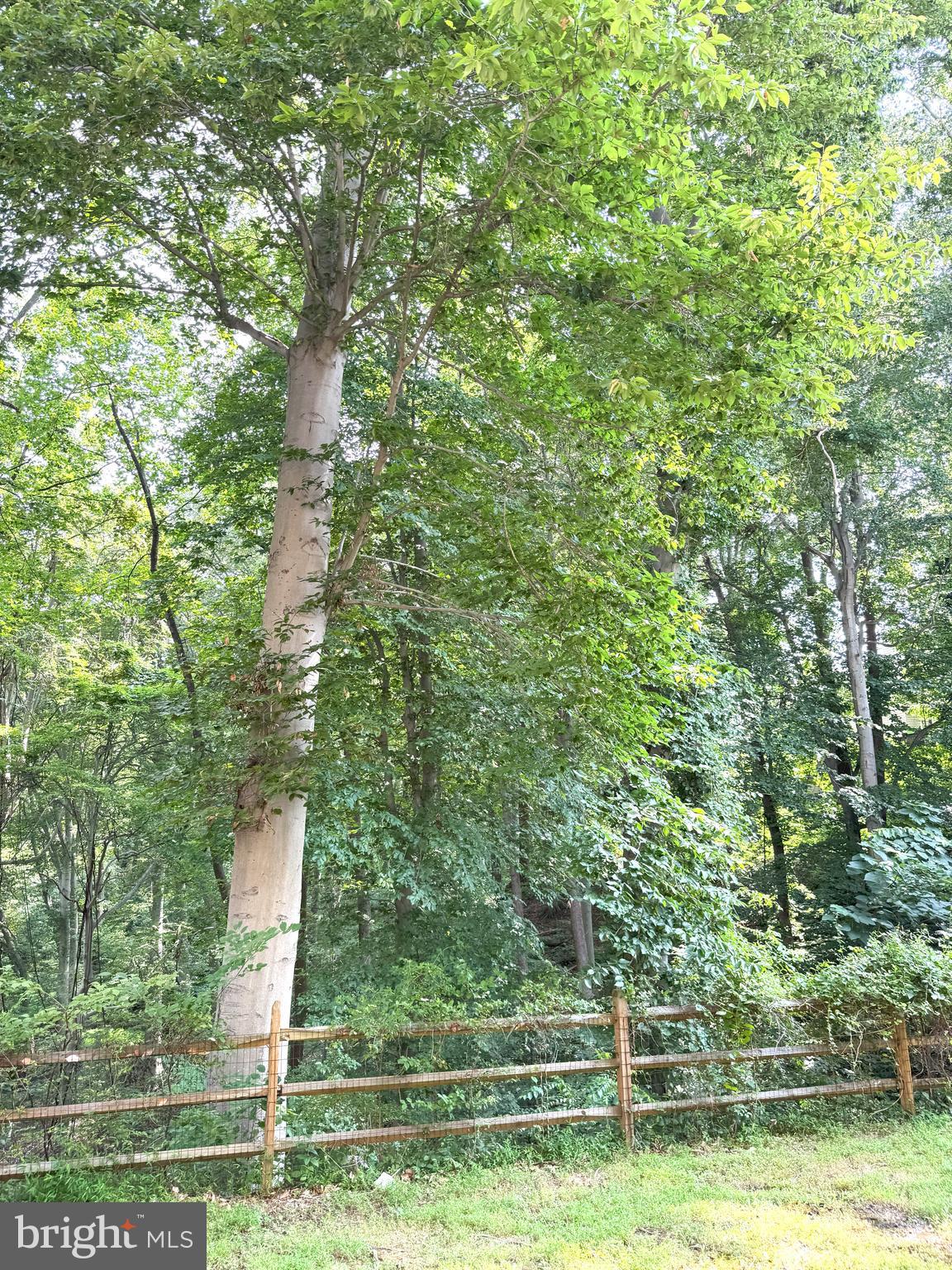 618 Evening Star Place Bowie, MD 20721 - Photo 50 of 59 a view of a yard