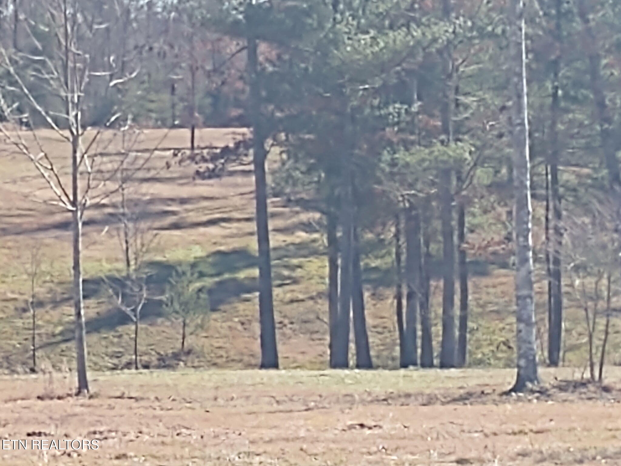 1241 Twin Bridge Road Deer Lodge, TN 37726 - Photo 17 of 35 MMKY6294