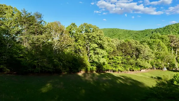 a view of a big yard with plants and a large tree
