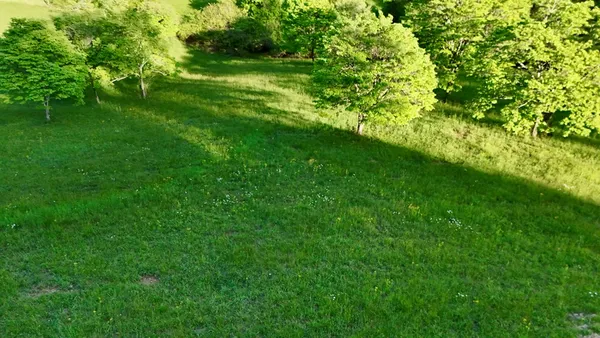 a view of a lush green space