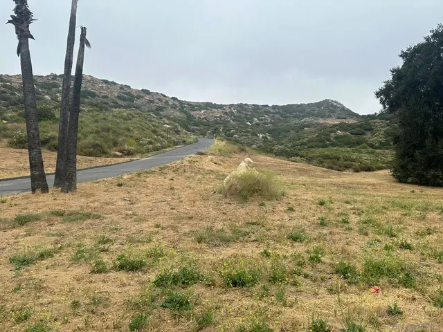 a view of a dry yard with palm trees