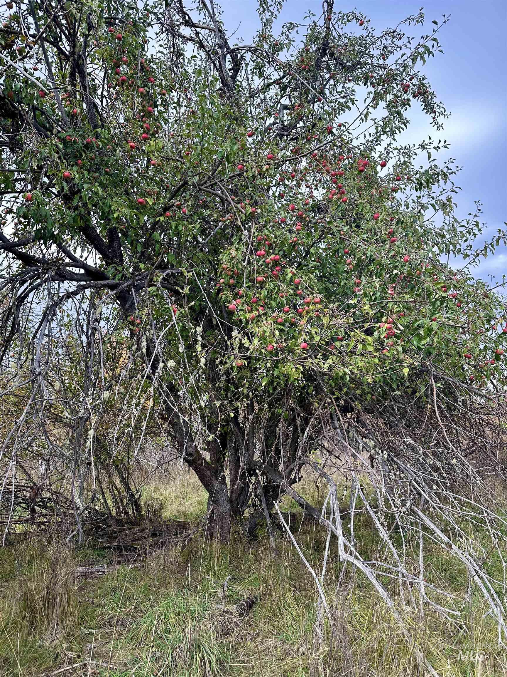 3 Peaceful Valley Road Kamiah, ID 83536 - Photo 5 of 8