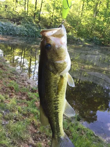 a view of a white house with a large tree in front of it