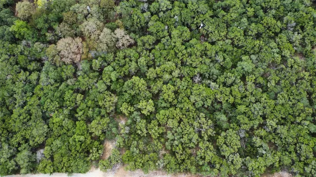 a view of a lush green forest