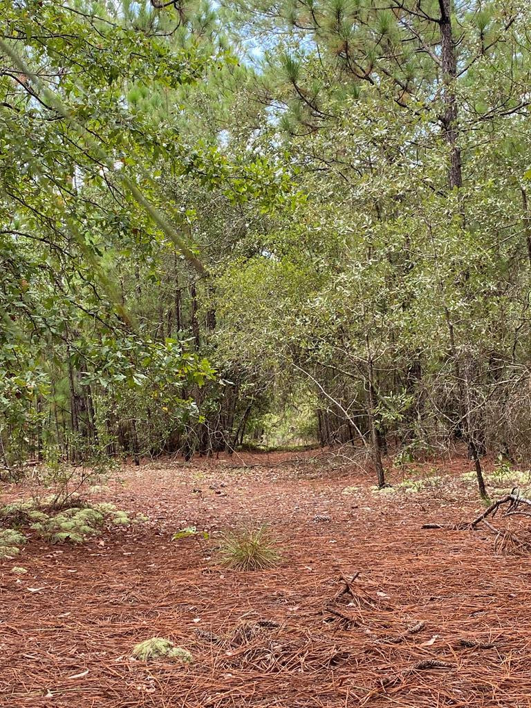 51.92-acre State Park Road Windsor, SC 29856 - Photo 14 of 14