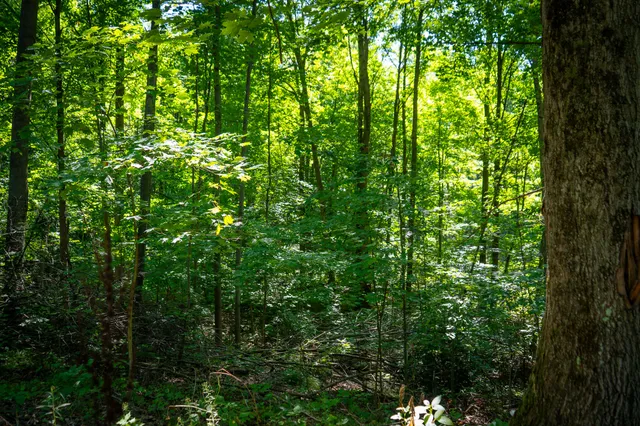 $124,000 | Parcel A North 168th Avenue, Walkerville, MI 49459