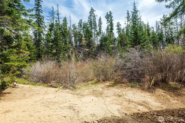 a view of a forest that has a tree