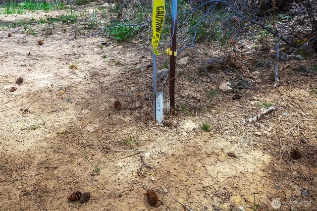 a view of a yard with trees