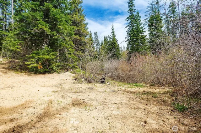 a view of a forest with trees in the background