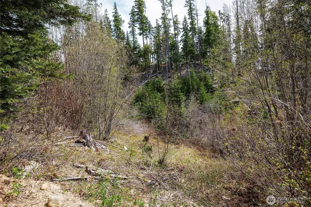 a view of a yard with a trees