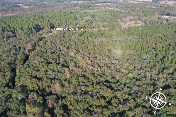 a close up of a plant in a field