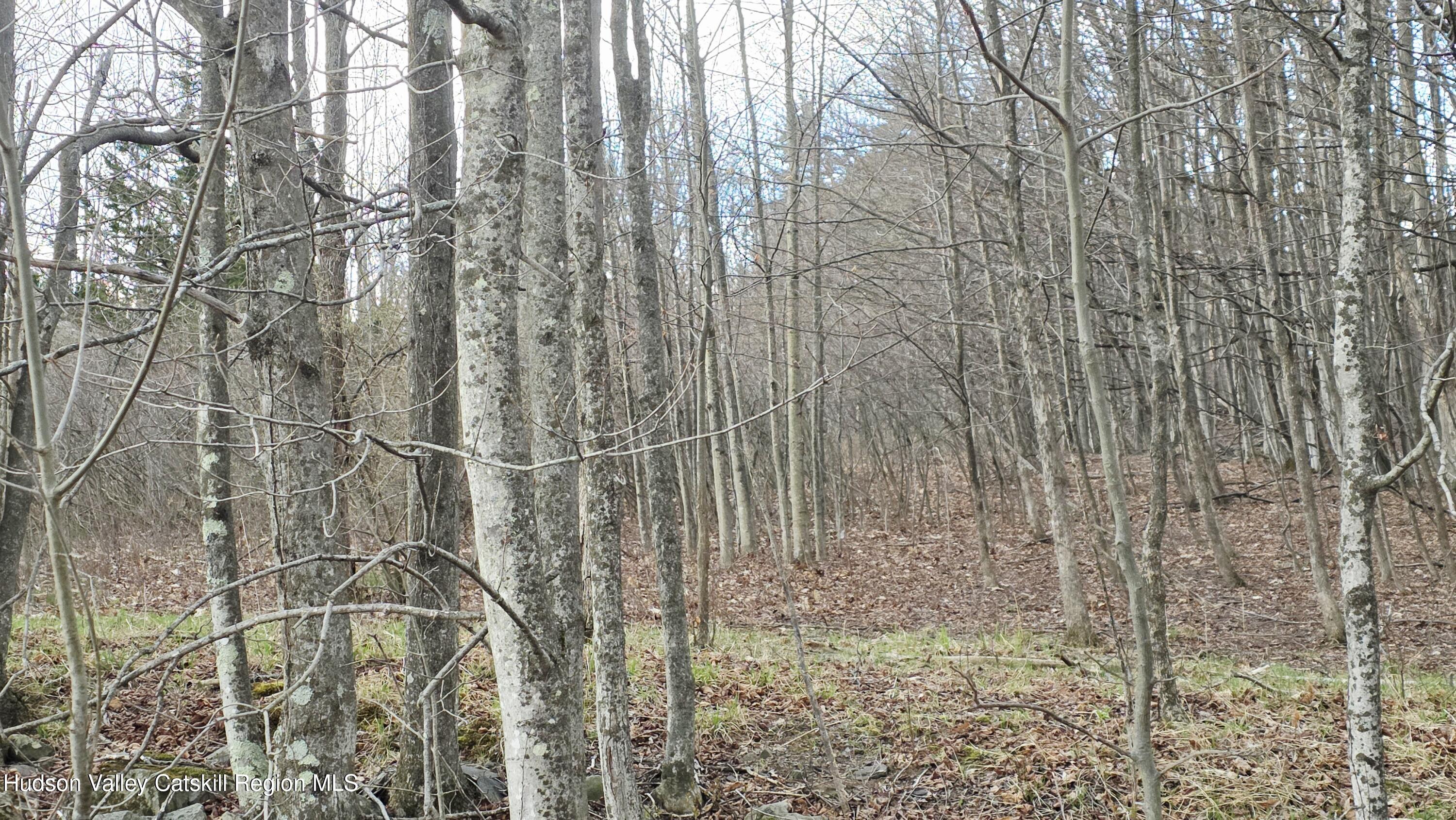 0 Flinn Road Cornwallville, NY 12418 - Photo 7 of 9 59179