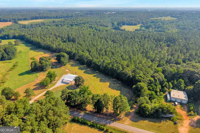 a view of a lush green forest with a tree