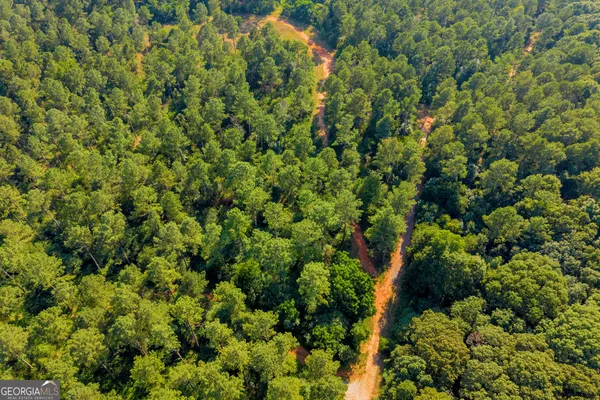 a view of a bunch of trees and bushes