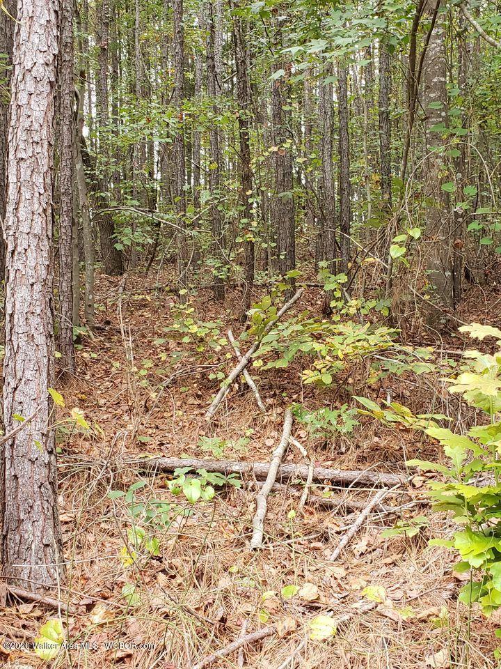 12 Arrowhead Road Jasper, AL 35503 - Photo 11 of 16 Gallery Image 11