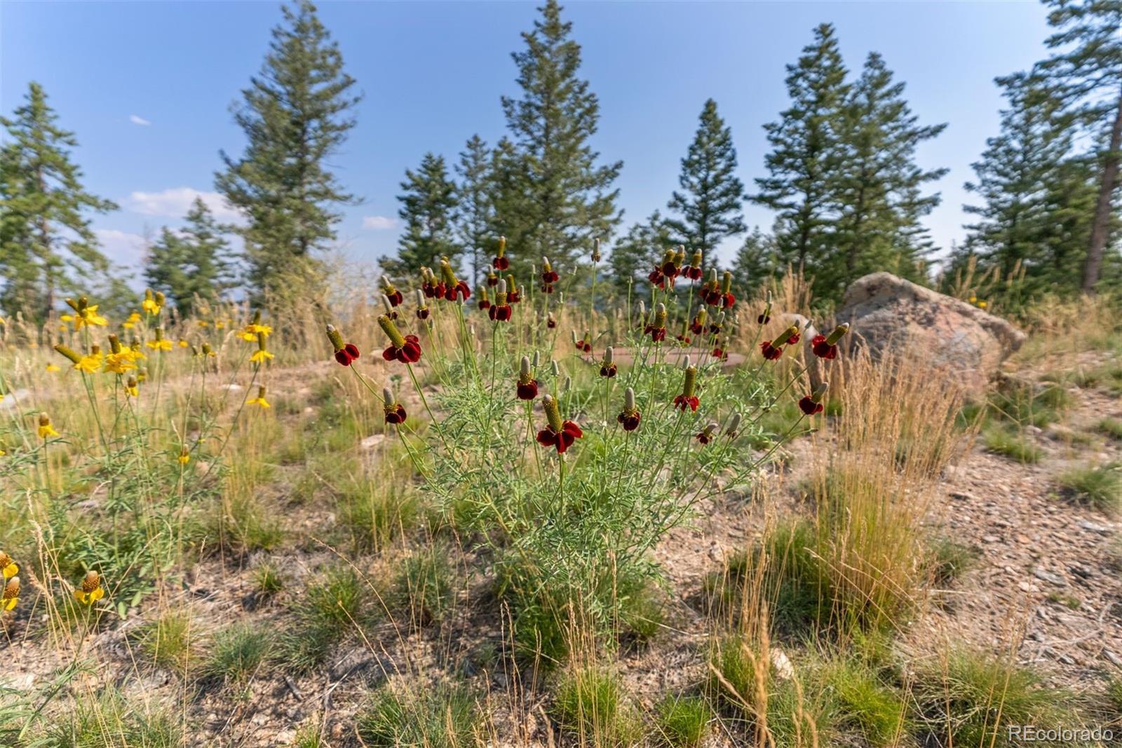 6371 Canyon Creek Road Evergreen, CO 80439 - Photo 20 of 50 a view of a bunch of trees and bushes