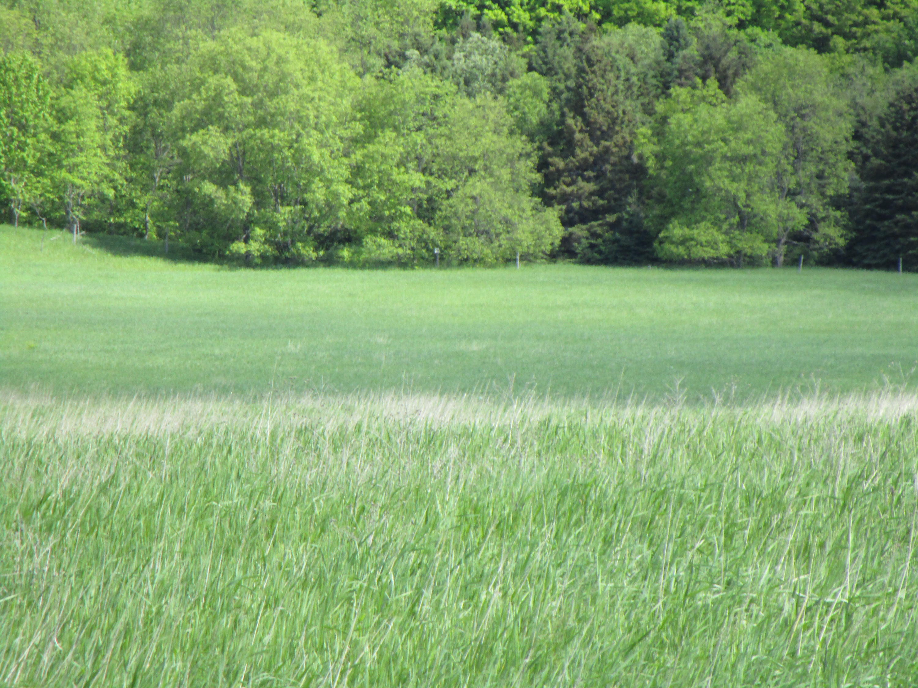 Haines Road Alanson, MI 49706 - Photo 1 of 6 Gallery Image 1
