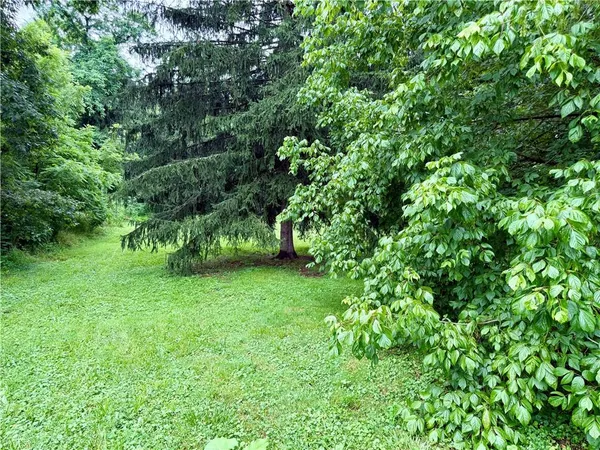 a view of a yard with plants and large trees