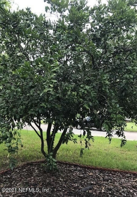 1677 Geraldine Drive Jacksonville, FL 32205 - Photo 6 of 52 a view of a large yard with plants and large trees