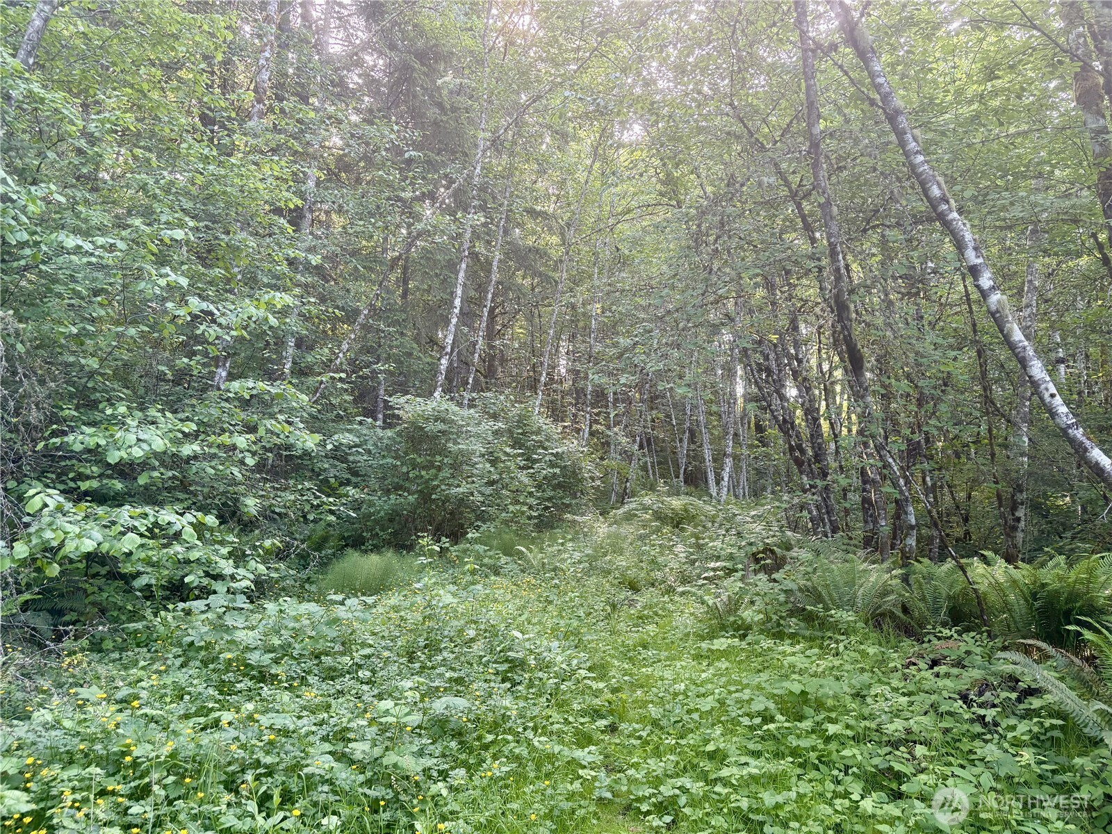 20249 Highway 305 Poulsbo, WA 98370 - Photo 15 of 25 a view of a lush green forest
