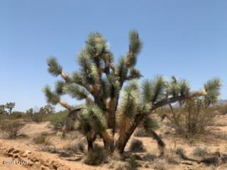60 East Ocotillo Yucca, AZ 86438 - Photo 1 of 9 1