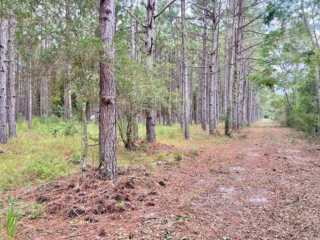 202-acres Columbus Holley Road Samson, AL 36477 - Photo 18 of 50